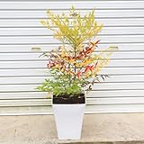 庭樹盆栽：紅白南天（鉢植え）鉢色選べます！（白or黒） (白)