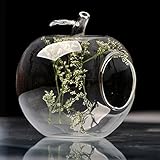 アップルの形の花ガラスの花瓶のコケマイクロランドスケープエコボトル