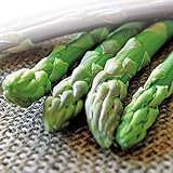 国華園　有用植物苗　アスパラガス　大株ブラボー　5株【※発送が国華園からの場合のみ正規品です】