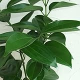 ニッケイ（肉桂）：本ニッケイ（ニッキ）5号ポット[葉と根皮にシナモンににた芳香] ノーブランド品