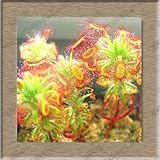 free ship Sundew Clip Venus Flytrap Seeds Insectivorous seed Garden Plant Seeds Bonsai Family Potted