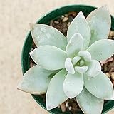パウダーパフ 7.5cmポット エケベリア Echeveria Powder Puff シモノアシタ 霜の朝 福岡県産 多肉植物 多肉 観葉植物 インテリアグリーン 寄せ植えに