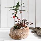 (盆栽)山野草盆栽 抗火石鉢寄せ植え ヒャクリョウとオタフクナンテン Lサイズ(1鉢) 本州・四国限定[生体]