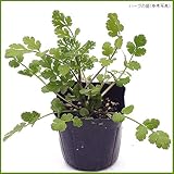 ハーブ（香草）の苗　パクチー（コリアンダー）3苗セット