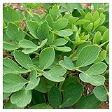 ボタンボウフウ 苗 長命草 9cmポット