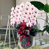 エーデルワイス 【胡蝶蘭 3本立 セミアルファ 2L】 サイズ 開店祝 開業祝 記念日 就任祝 退職祝 誕生日 赤リップ