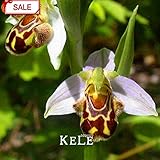 Best-Selling!Bee Orchid Seeds Perennial Flowering Plants Potted Seeds Interesting Plants 50 seeds/ba