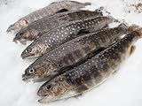 岩魚（イワナ）　新潟魚沼産　20㎝ｻｲｽﾞ　5尾入
