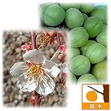 ウメ（梅）：こうしゅうこうめ（甲州小梅） 接木苗4～5号ポット[梅干しに適した小果早生種][苗木]