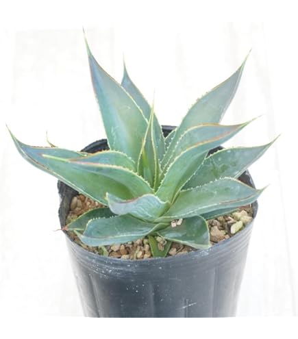 多肉植物 アガベ 吉祥天錦 パリー ホーチエンシス 5株同梱 アガベ「吉祥天錦」（パリー錦）の成長記録＆育て方～斑入りの