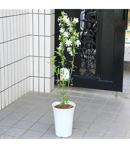 Amazon.co.jp: 《現品》利休梅（リキュウバイ）樹高1.2m（根鉢含まず