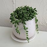 アーモンドネックレス／ステララウンド白S・受け皿付き[直径11cm]