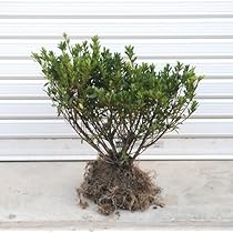 Amazon.co.jp: 庭木：サツキ（さつき）(大盃)* H：30cm : DIY・工具