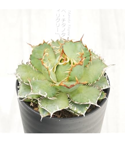 Amazon｜多肉植物：アガベ 雷帝錦 アトミックゴールド*幅11cm【現品