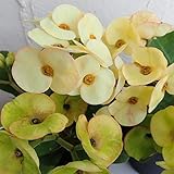 ハナキリン：八福神　クリーム系4号鉢植え