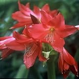クリナム：エレンボサンケ（濃桃）1球入り[ハマユウの仲間・多輪咲きのトロピカル球根植物] ノーブランド品