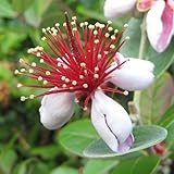 フェイジョア 苗木 マンモス 13.5cmポット苗 3年生苗 フェイジョア 苗