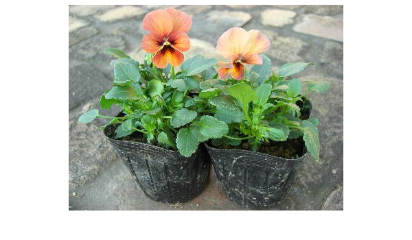 Amazon ビオラ ビビシリーズ マンゴーアンティーク 3号苗 ２ポットセット 花