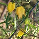 クレマチス・タングチカ