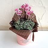 シクラメンフェアリーピコ・ピンク4号鉢植え／ブリキバケツ（ピンク）