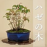 いよじ園 [] はぜの木/寄せ植（小品盆栽） 【雑木盆栽】