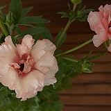 ラナンキュラス　ラックスシリーズ　【アリアドネ】　5号鉢　花鉢植え　花　ギフト　プレゼント　贈答品　ホワイトデー　誕生日 (アリアドネ)