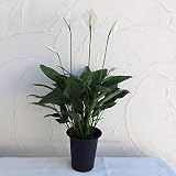 スパティフィラム：メリー6号底面給水鉢植え[花付が良いスパティです]