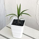 トックリヤシ[ボトルパーム]3号角鉢入り[金運がアップする] ノーブランド品