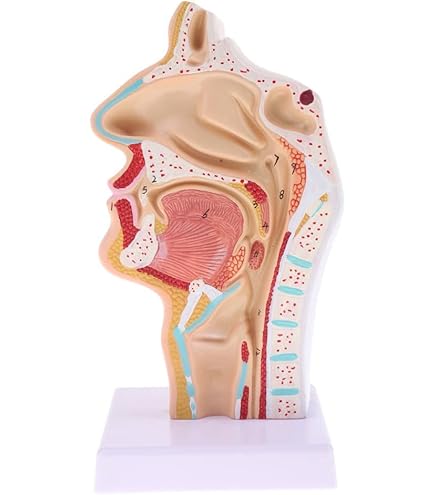 Amazon.co.jp: Perfeclan ベース付き 1/1スケール 人間鼻口腔喉頭咽頭