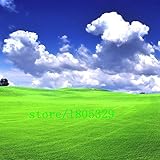 ホット販売芝草芝種子（ゴルフサッカーフィールドヴィラ）特級エバーグリーン芝生の種200種