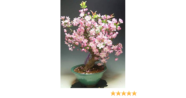 Amazon 花カイドウ カイドウ桜 の鉢植え盆栽 太幹 今年の開花は終わりました 盆栽