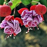 TOPmountain 混合色カラフルな造園の花の種子 10個 ランタンフラワーシーズ 盆栽の花の種