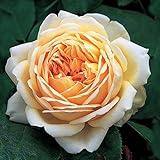 バラ苗 ジュードジオブスキュア 裸大苗 黄色系 イングリッシュローズ