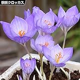国華園　夏植え球根 秋咲クロッカス コンカラー 30球【※発送が国華園からの場合のみ正規品です】