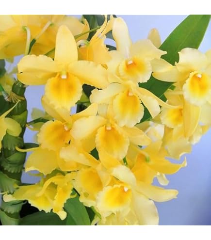 Amazon.co.jp: 洋蘭 バルボフィラム エリザベス アン バックルベリー