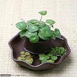 益子焼 苔受皿 深小 赤楽 ミニミニ盆栽鉢