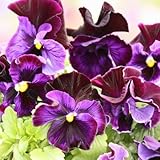 パンジー：ムーランフリルミケランジェロ3号ロングポット3株セット[MPS][イタリア、ナポリの貴族レナート氏が育種した]