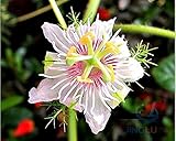 トケイソウfoetida、水レモンパッションフラワー、20種、おいしい果物、活発なつる、ゾーン9?11、大きな観葉植物