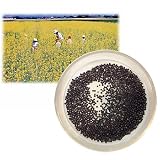 [タネ]景観作物：菜の花[ナノハナ]500g入り[9～12月まき]
