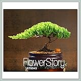 Hot Sale!10 Pieces/Lot juniper bonsai tree potted flowers office bonsai purify the air absorb harmfu