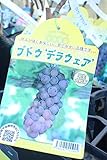 果樹苗 接木 ぶどう デラウェア 1年生 【送料込価格】