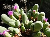 Gibbaeum shandii - syn: Gibbaeum pubescens - 10 seeds