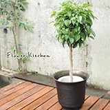 ベンジャミン Lサイズ 7号鉢I　KEAの ハッセルノート ブラック鉢カバー付き