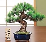 「富士の松」（吉祥工芸盆栽：鈴木豊伯氏作）