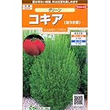 [サカタ　花タネ]コキア の種5袋セット ノーブランド品