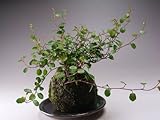 ワイヤープランツの苔玉