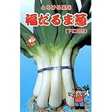 ネギ 種 福だるま葱 小袋（約10ml）