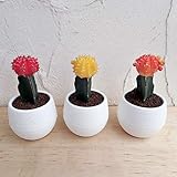 サボテン：緋牡丹（ヒボタン）3号ポット3色セット（黄・オレンジ・赤） ノーブランド品