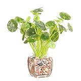 ガラスポット付き　花瓶　造花　セット　透明　小石付き　ポトス　里芋の葉　装飾品　室内　イベント　新居　風水　園芸　手芸　鉢植え　人工観葉植物　フェイクグリーン　緑　生き生き　可愛い