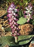 Lachenalia carnosa - Hyacinth - 5 seeds